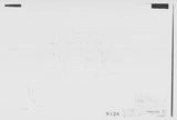 Manufacturer's drawing for Chance Vought Aircraft Inc. F4U Corsair. Drawing number 10387