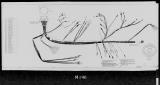 Manufacturer's drawing for Lockheed Corporation P-38 Lightning. Drawing number 196510